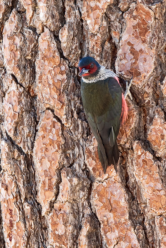 Lewis Woodpecker