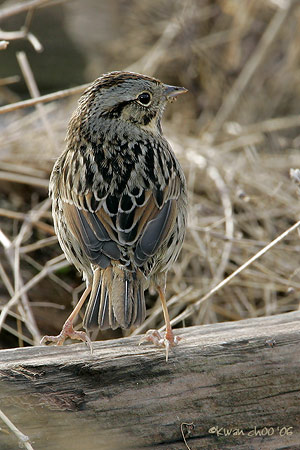 Lincoln's Sparrow