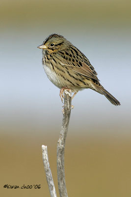 Lincoln's Sparrow