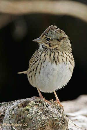 Lincoln's Sparrow