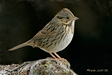 Lincoln's Sparrow