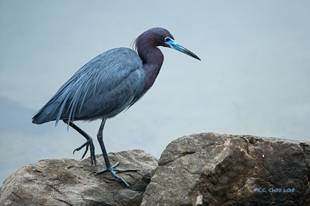 Little Blue Heron
