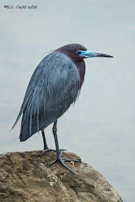 Little Blue Heron