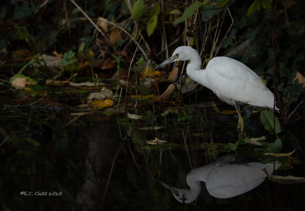 Little Blue Heron