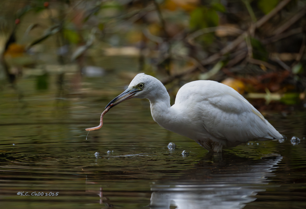 Little Blue Heron
