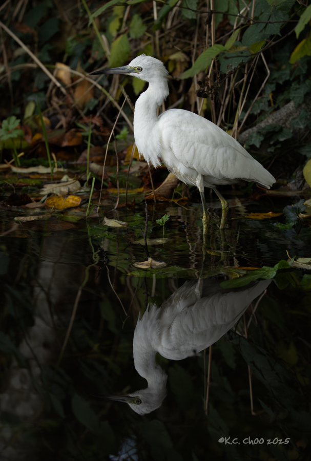 Little Blue Heron