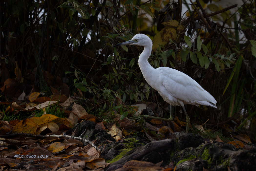Little Blue Heron