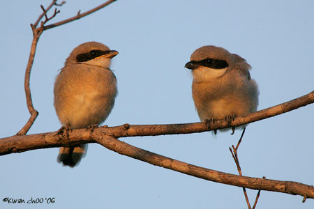 Loggerhead Shrike