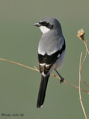 Loggerhead Shrike