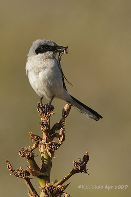 Loggerhead Shrike