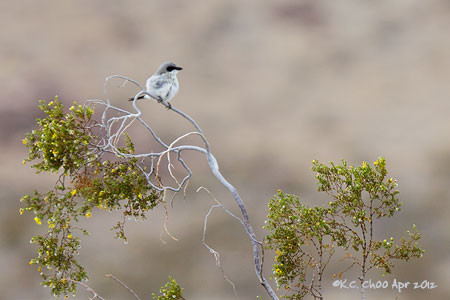 Loggerhead Shrike