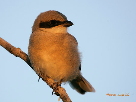 Loggerhead Shrike
