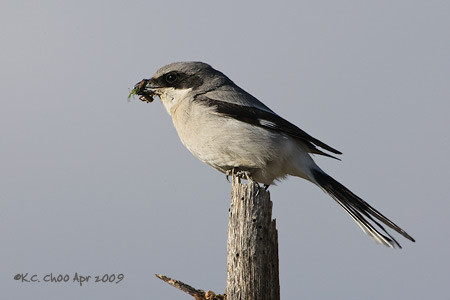 Loggerhead Shrike
