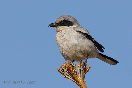 Loggerhead Shrike