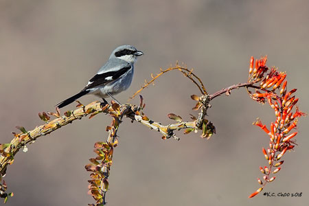 Loggerhead Shrike