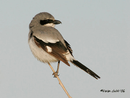 Loggerhead Shrike
