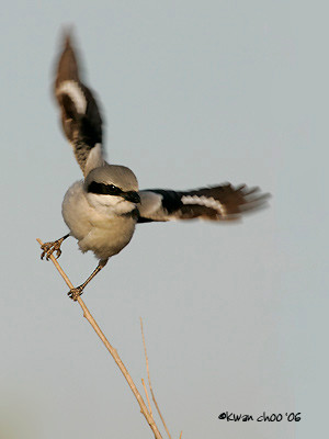 Loggerhead Shrike