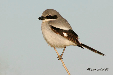 Loggerhead Shrike