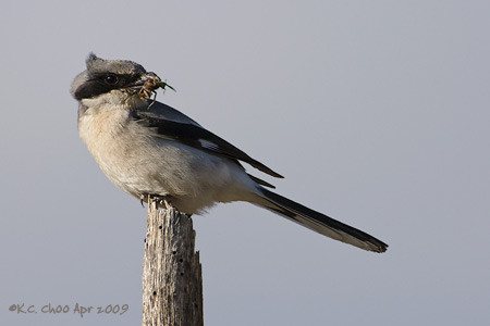 Loggerhead Shrike