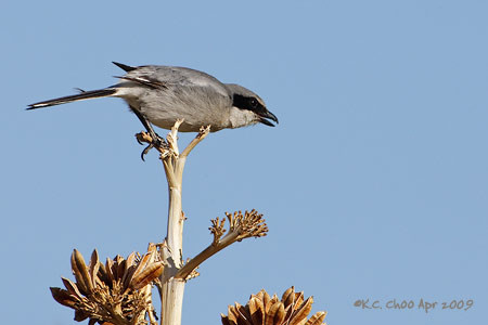 Loggerhead Shrike