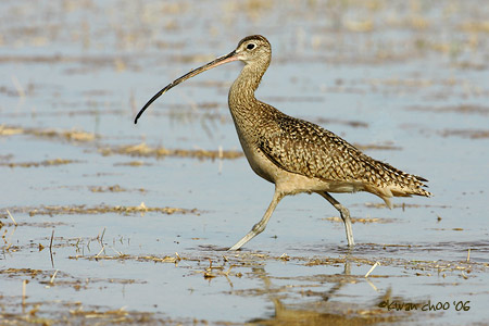Long-billed Curlew