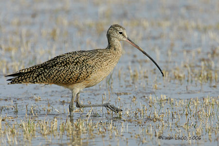 Long-billed Curlew