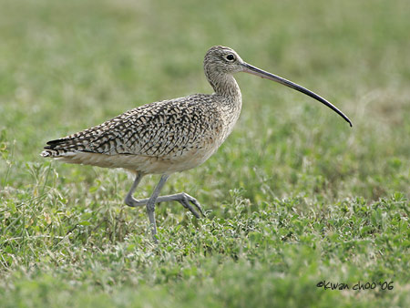 Long-billed Curlew