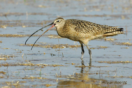 Long-billed Curlew