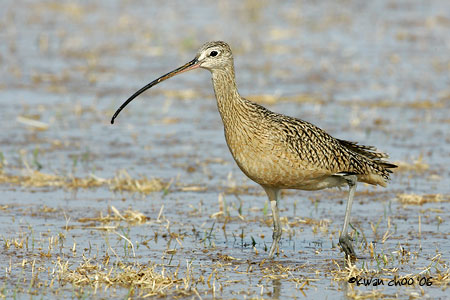 Long-billed Curlew