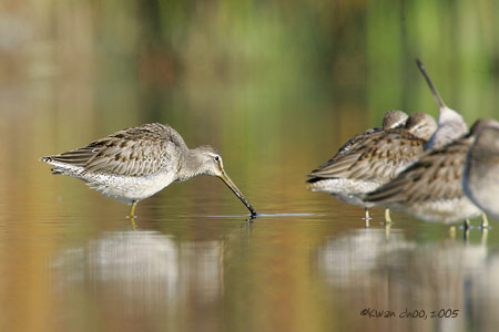 Long-billed Dowitcher