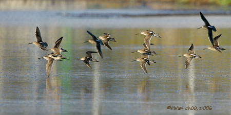 Long-billed Dowitcher