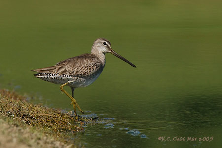 Long-billed Dowitcher