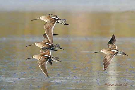 Long-billed Dowitcher