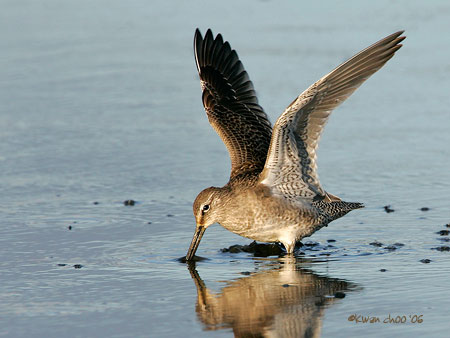 Long-billed Dowitcher