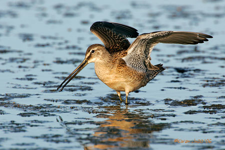 Long-billed Dowitcher