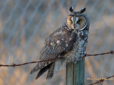 Long-eared Owl