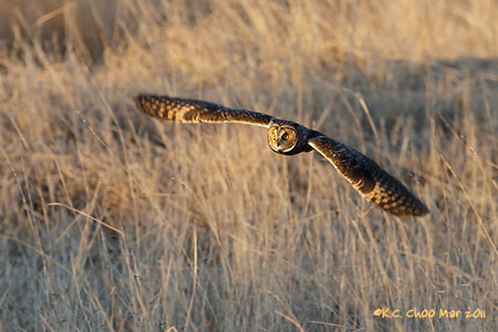 Long-eared Owl
