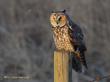 Long-eared Owl