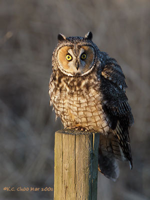 Long-eared Owl