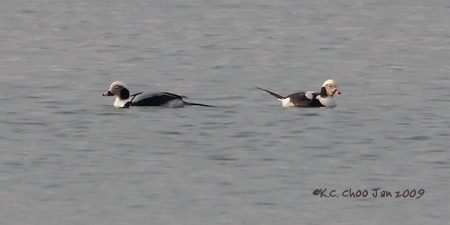Long-tailed Duck