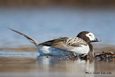 Long-tailed Duck