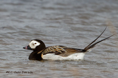 Long-tailed Duck