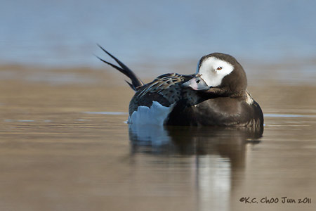 Long-tailed Duck