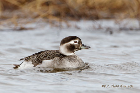 Long-tailed Duck