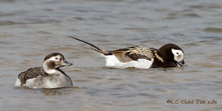 Long-tailed Duck