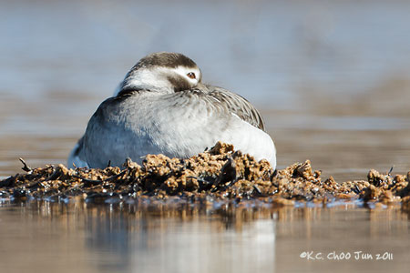 Long-tailed Duck