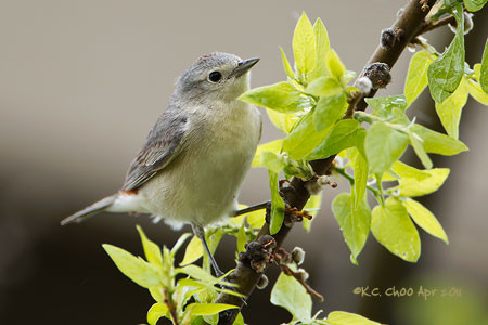 Lucy's Warbler