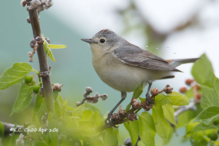 Lucy's Warbler