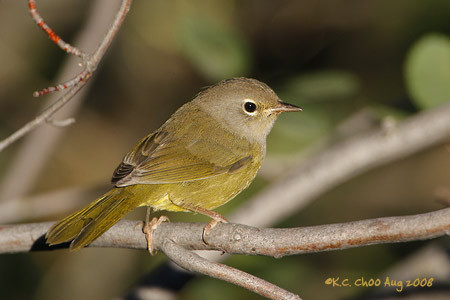 Macgillivray's Warbler