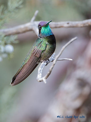 Magnificent Hummingbird